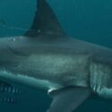 ‘Like A Teenager With A Learner’s Licence’: Tagged Great White Shark Pops Up In Abel Tasman